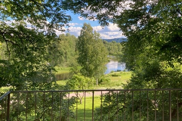 Träd och vatten
