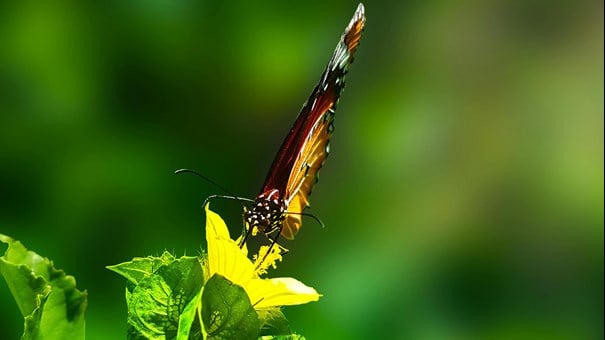 händer som planerar lökar