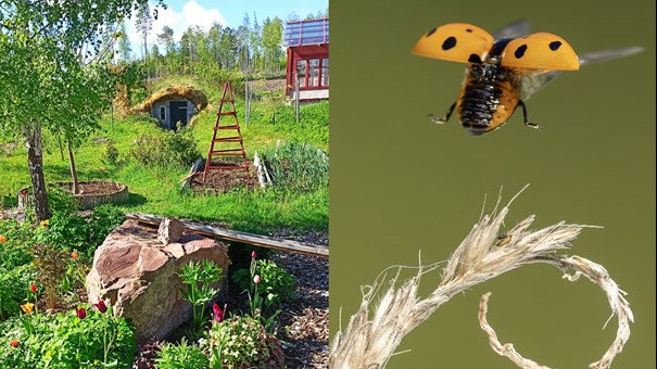 händer som planerar lökar