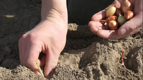 händer som planerar lökar