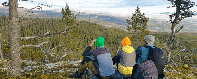 människor som tittar på skog