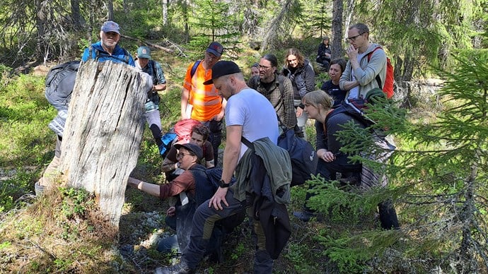 människor som tittar på stubbe