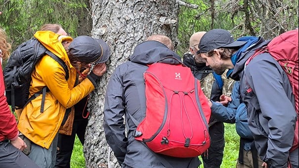 Vy över skog och berg