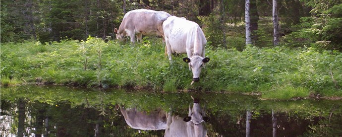Ko dricker ur skogstjärn