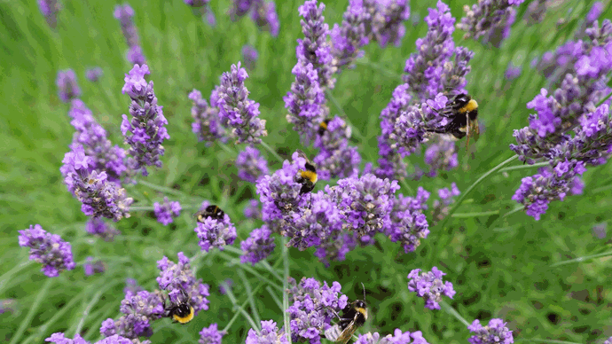 insekter