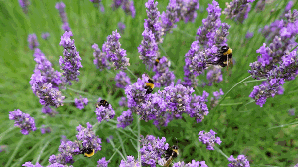 Blommor och humlor
