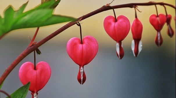 blomman löjtnantshjärta