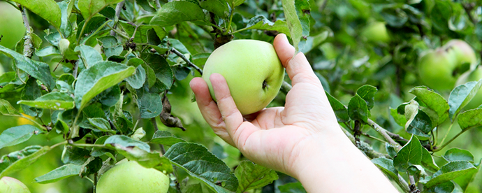 Hand som plockar äpple
