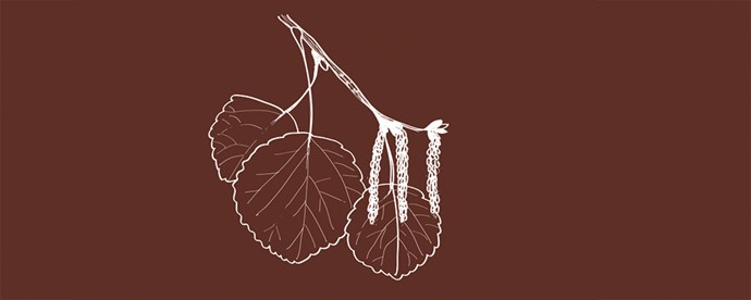 Illustration av kvist från asp
