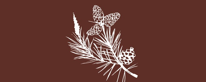Illustration av tallkvist med kottar