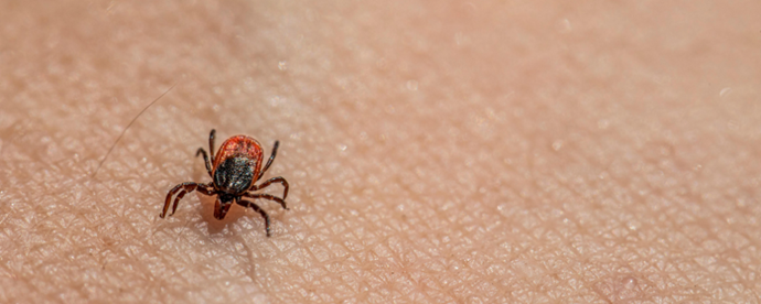 Fästing på hud. Foto. 
